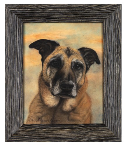Belgian Malinois Dog
