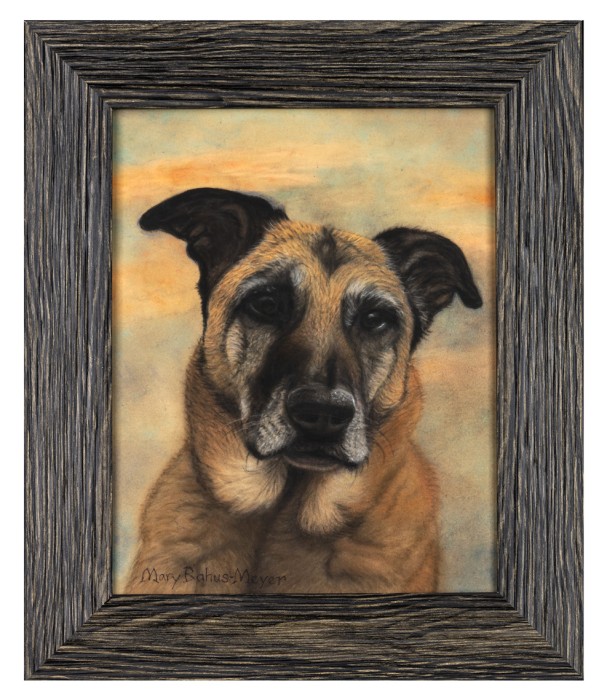 Belgian Malinois Dog